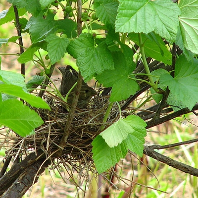 Гнездо чечевицы в кусте смородины.