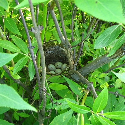 Гнездо зеленушки.